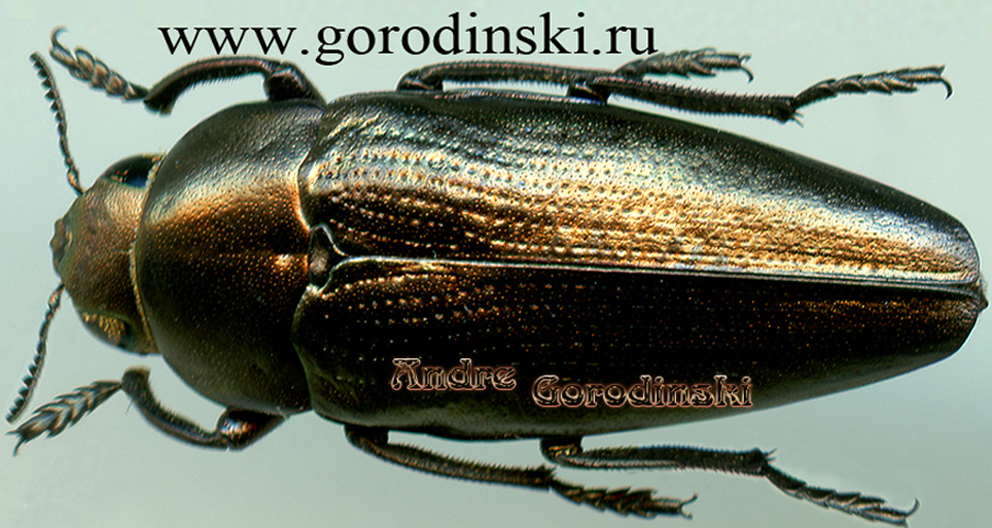 http://www.gorodinski.ru/buprestidae/Sphenoptera tragacanthae.jpg